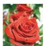 Engelsrose Carmen - Beruf & Arbeitsleben - Tarot & Kartenlegen - Hellsehen & Wahrsagen - Sonstige Bereiche - Lenormandkarten
