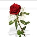 Jenny - Psychologische Lebensberatung - Engelkarten - Lenormandkarten - Liebe & Partnerschaft - Kipperkarten