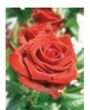 Engelsrose Carmen - Liebe & Partnerschaft - Sonstige Bereiche - Hellsehen & Wahrsagen - Lenormandkarten - Beruf & Arbeitsleben
