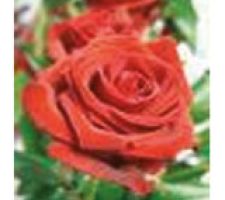Engelsrose Carmen